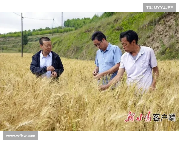 小麦国家队出色表现的五大关键因素分析与深度剖析